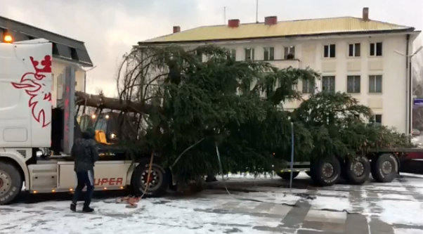 Коледната елха пристигна на площада в Годеч